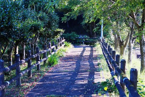 緑の木々に囲まれた道 緑の木々に囲まれた道の写真