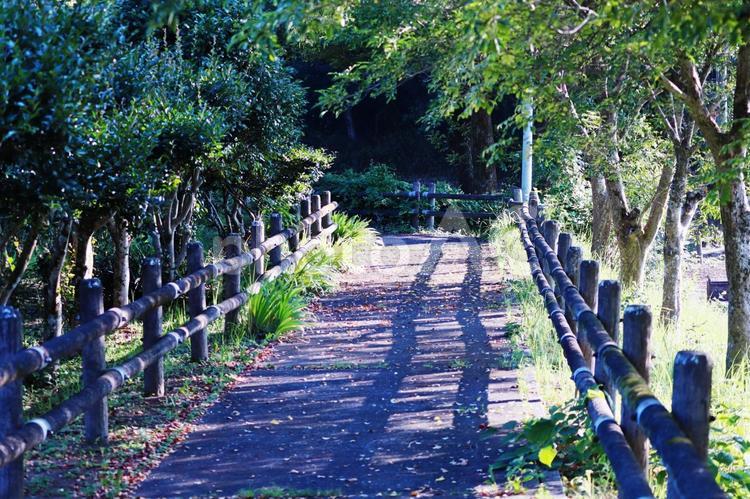 緑の木々に囲まれた道 風景,自然,木の写真素材