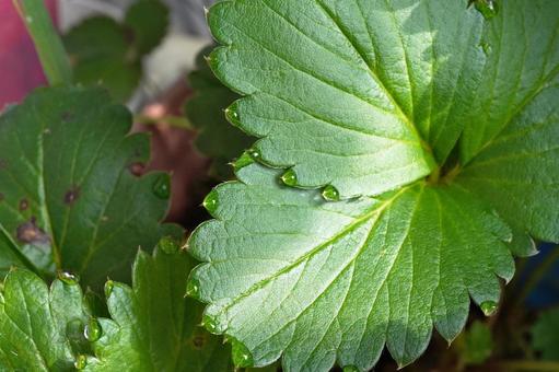 苺苗の葉水（マクロ撮影）07の写真