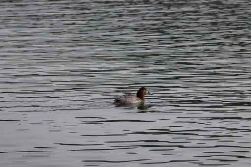 さざ波の水面の川を泳ぐかもの風景の写真