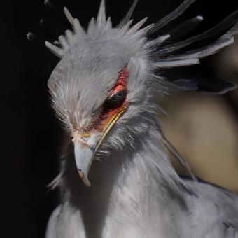 秘書鳥 秘書鳥