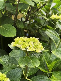 紫陽花 紫陽花の写真