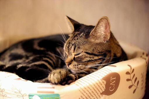 アメリカンショートヘア アメリカンショートヘアの写真