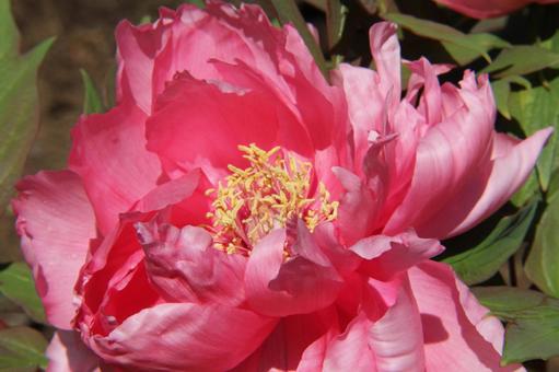 Photo, button, close-up, shrub, 