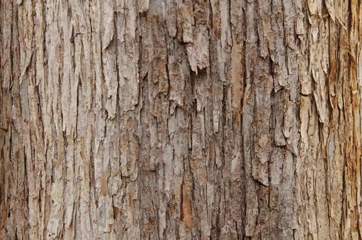 木の幹の拡大写真5の写真
