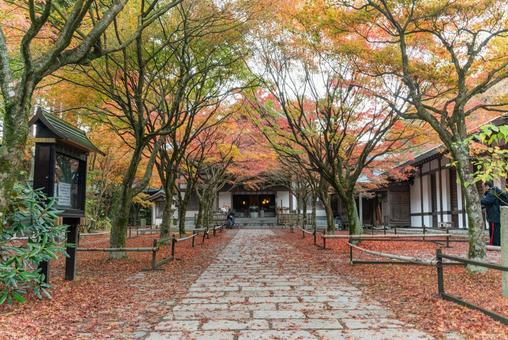 呑山観音寺の紅葉の絨毯 呑山観音寺,福岡,福岡県の写真素材