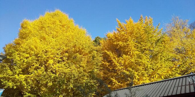 黄金色の大銀杏と青空（霜月　上野公園） 木,秋,風景の写真素材