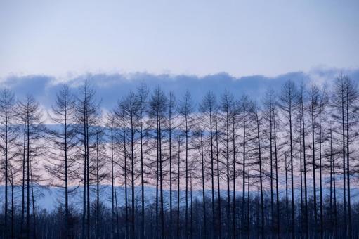 薄暮の空と夕暮れの林 薄暮の空と夕暮れの林の写真
