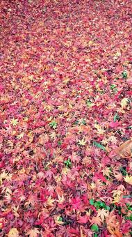 地面を覆う紅葉（少しあたたかく加工）の写真
