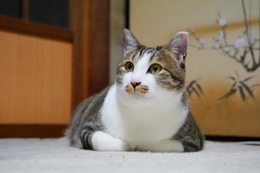 ご主人の部屋でくつろぐななちゃん ねこ,動物,生き物の写真素材