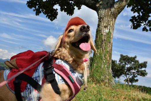 リュックを背負ってハイキングする犬 リュックを背負ってハイキングする犬の写真