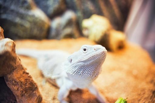可愛い?見上げるフトアゴヒゲトカゲ 可愛い?見上げるフトアゴヒゲトカゲ フトアゴヒゲトカゲ,トカゲ,爬虫類の写真素材