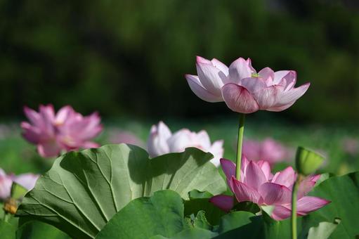 神聖な花 神聖な花の写真