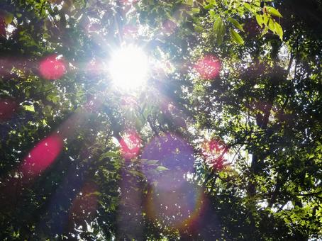 鮮やかな木漏れ日 鮮やかな木漏れ日 木漏れ日,木,森の写真素材