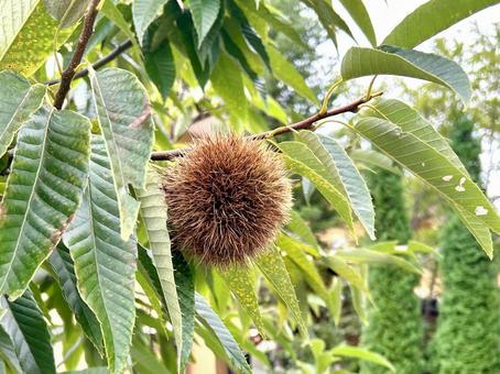 栗の実 栗の実 秋,実,木の実の写真素材