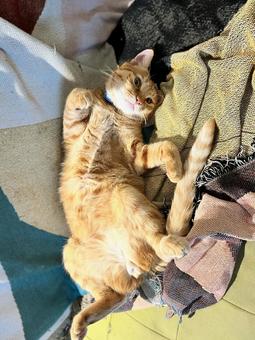 お腹を見せる猫 お腹を見せる猫 猫,ネコ,茶トラの写真素材