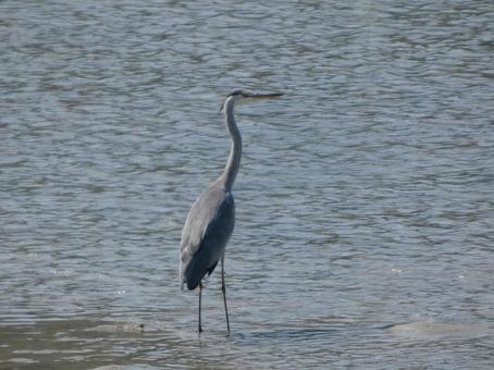 浅瀬のサギ002 浅瀬のサギ002 鳥,アオサギ,サギの写真素材