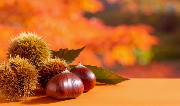 紅葉背景の栗 紅葉背景の栗の写真
