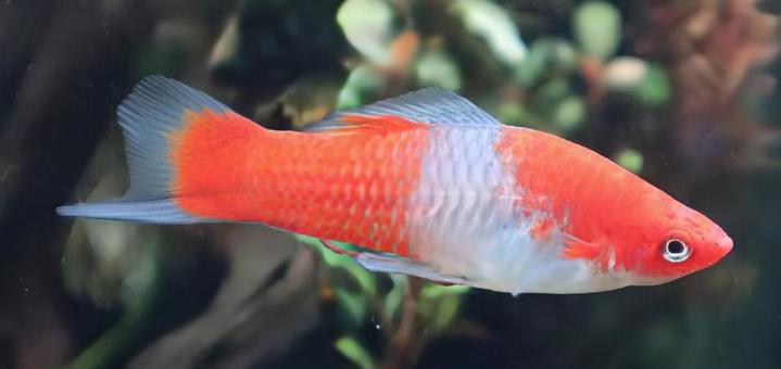 ツルギメダカ ソードテール,生き物,風景の写真素材