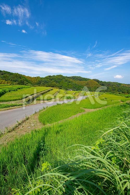 棚田の見える景色 田んぼ,棚田,風景の写真素材