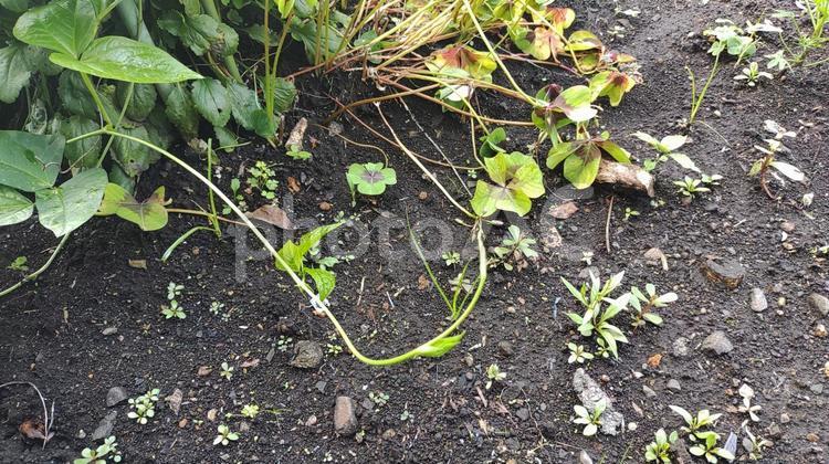土と植物 グリーン,多年草,雑草の写真素材