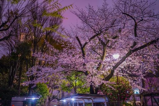 Cherry blossoms in full bloom and the night view of Akasaka, JPG Cherry blossoms in full bloom and the night view of Akasaka, JPG