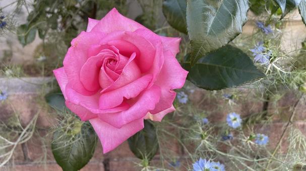 ピンクの薔薇② 薔薇,バラ,ばらの写真素材