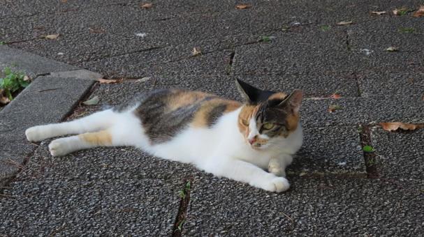 ポーズを決めて夕涼み中のもふもふな三毛猫 ポーズを決めて夕涼み中のもふもふな三毛猫 三毛猫,猫,寝そべるの写真素材