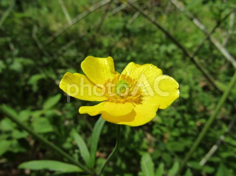 みやまきんぽうげ みやま,キンポウゲ,きんぽうげの写真素材