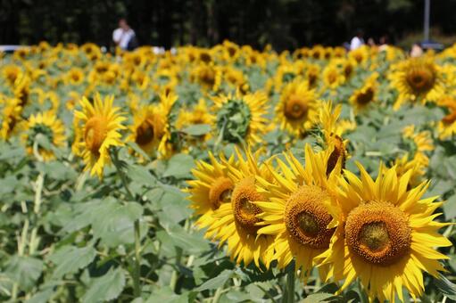 ひまわりの写真