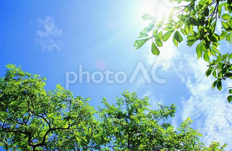 初夏の風景/新緑と青空・陽光 新緑,青空,初夏の写真素材