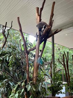 Sleeping Koala, JPG