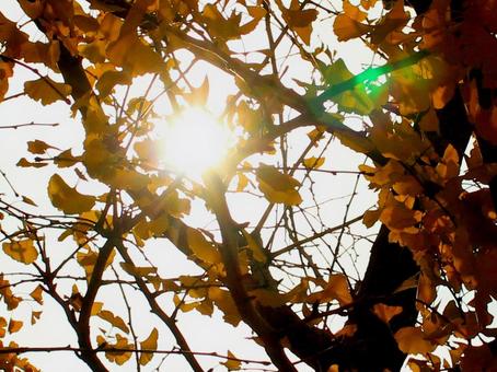 日本の紅葉 日本の紅葉 こうよう,銀杏,いちょうの写真素材