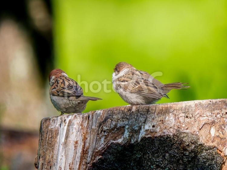 切り株にとまるスズメ スズメ,雀,鳥の写真素材