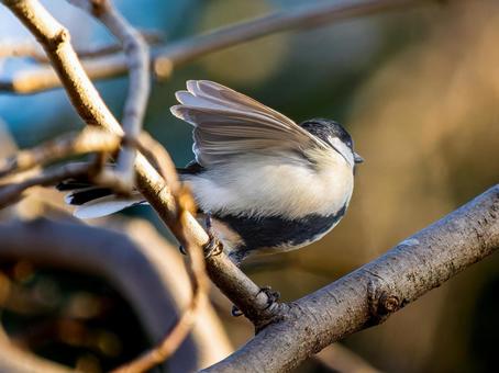 枝にとまるシジュウカラ 枝にとまるシジュウカラ シジュウカラ,野鳥,鳥の写真素材