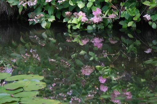 紫陽花 紫陽花の写真