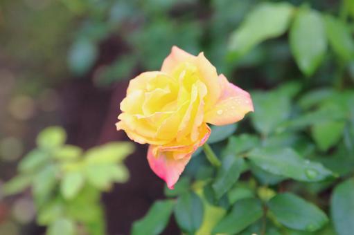 美しい黄色の秋バラ バラ,バラ園,秋バラの写真素材