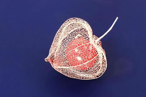 網ホオズキと赤い実 網ホオズキと赤い実の写真