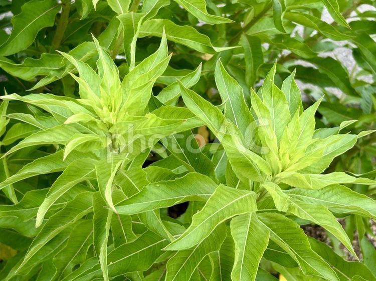 雑草メマツヨイグサのはっぱ 雑草,メマツヨイグサ,雌待宵草の写真素材
