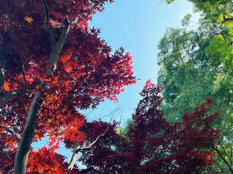 青空と緑の木々に映える鮮やかな赤い紅葉 青空と緑の木々に映える鮮やかな赤い紅葉の写真