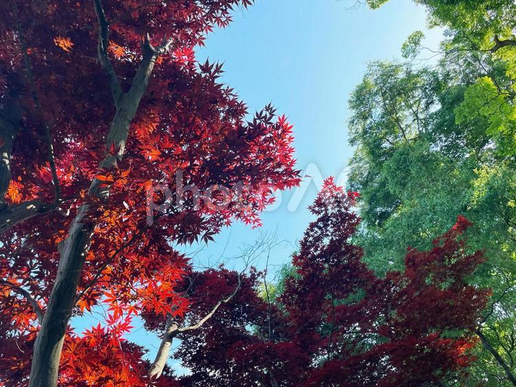 青空と緑の木々に映える鮮やかな赤い紅葉 紅葉,もみじ,カエデの写真素材