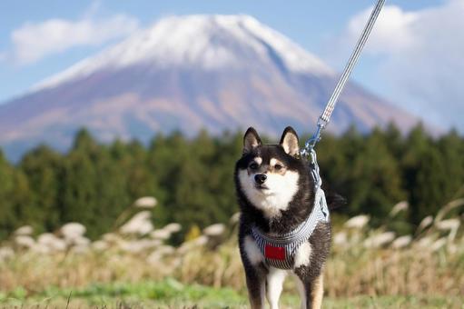 柴犬のポートレート（豆柴） 犬,柴犬,黒柴の写真素材