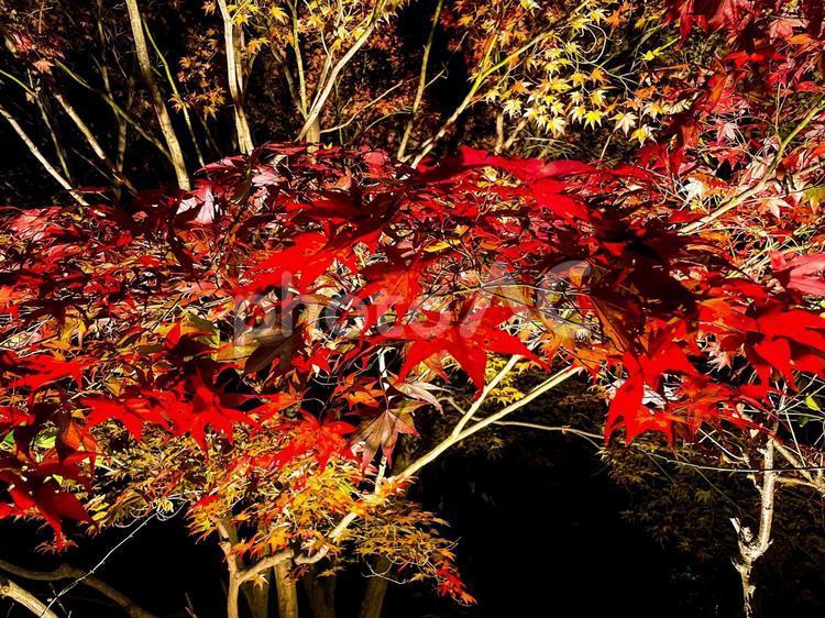 夜の北野天満宮の紅葉 夜,京都,北野天満宮の写真素材