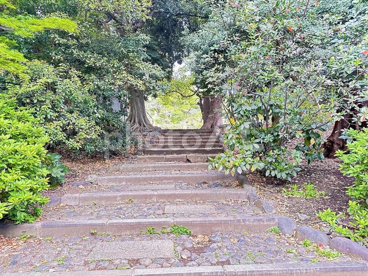 上野恩賜公園　台東区　公共施設　早朝 木,上野恩賜公園,上野公園の写真素材