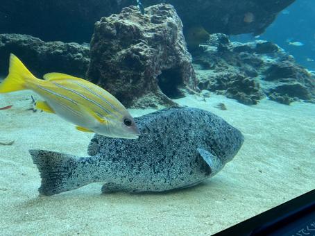 魚 魚の写真