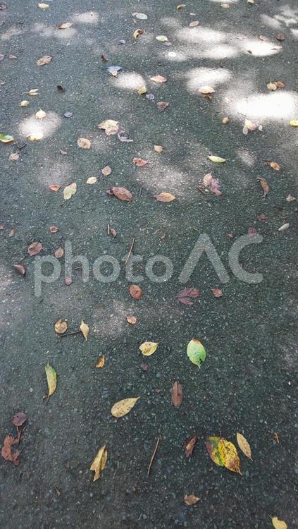 アスファルトの落ち葉　 枯れ葉,落ち葉,地面の写真素材