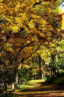 黄金色に輝く並木道と落ち葉 並木道,イチョウ,銀杏の写真素材