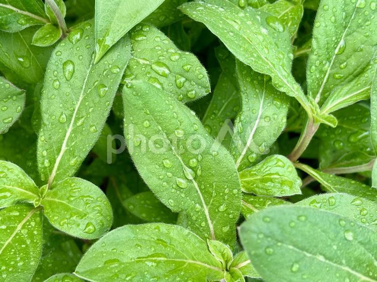 雨上がりの緑の葉 雨上がり,雨,梅雨の写真素材