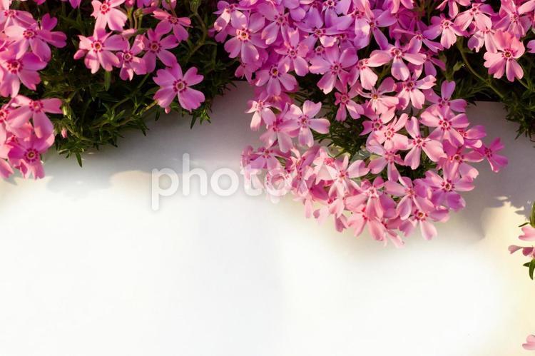白背景とピンクの芝桜 芝桜,ピンク,桜の写真素材