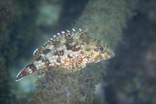 海中で佇むカサゴの横姿 海中で佇むカサゴの横姿 カサゴ,根魚,魚の写真素材